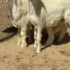 جذع حري فاخر