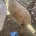خروف جذع