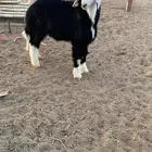 خروف نجدي ذبيحه