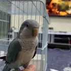 كويكر بدون عض