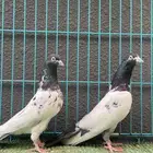 حمام باكستاني