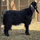 تيس فحل حار