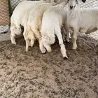 يوجد طليان حرية اعمارها من 5 شهور طيبه مره