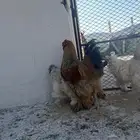 دجاج براهما طقم ديك ثلاث اناثي