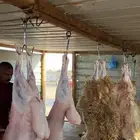ذبايح نعيم وحريات وتيوس