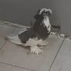 ذكر حمام بخاره