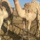 قعدان مفاريد