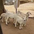 بهم تم البيع