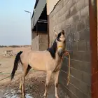 مهر واهو باوراق