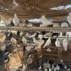 حمام للبيع
