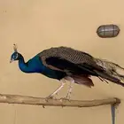 طاووس