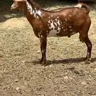 تيس بلدي للبيع