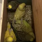 بادجي للبيع