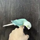 للبيع كنيور سينمون اليف (( تم البيع ))