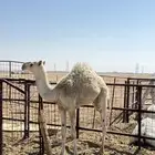 بكره عمرها 6 شهور