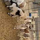 جفرات مشاريك بفحلها