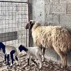 نعيمية متاوم (( تم البيع ))