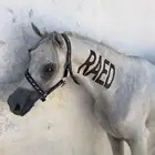 حصان واهو مصري بيور