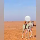 حصان للبيع يصلح للاطفال والنساء والتعليم مطيع