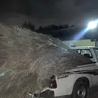 يوجد سعف