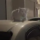 قطه