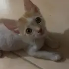 قطط تبني