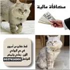 قط مفقود   جدة   حي البوادي