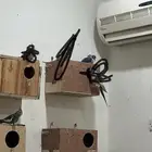 طيور زينه