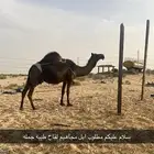 مطلوب ابل مجاهيم