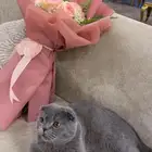 قط ذكر سكوتش فولد