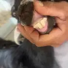 معزا عوارض صغار سن