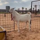 تيس مشروع فحل ابيض مطور