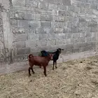 تيوس للبيع فل شحم
