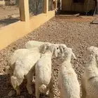 6 خرفان حريات مغلقات