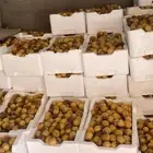 تمر روثانة