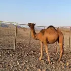 بكره حمراء دهماء لون ملكي من عمق بل طيبه منوت القاني