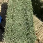 اعلاف ابو نجم الشراري