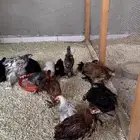 دجاج براهما اصل