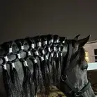 إيواء وجميع خدمات الخيل في ( مربط الحاتم )