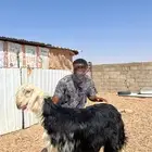 طلي نجدي صنف