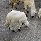 رخال