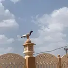 حمام زوج شامي كفو ومنتج