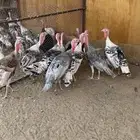 للبيع ديكة رومي