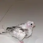 فرخ كروان هولندي