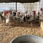 ديوك فيومي جمله