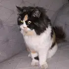 قطه للبيع انثى