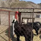 طلي فحل نجدي