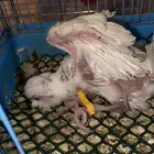 فرخ كروان ل التبني فيه كساح