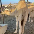 قعود عمره 10 شهور برسيم وحليب