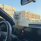 عطه للبيع العمر 4 اشهر انوع هجين هملايا بيكي فيس انثى